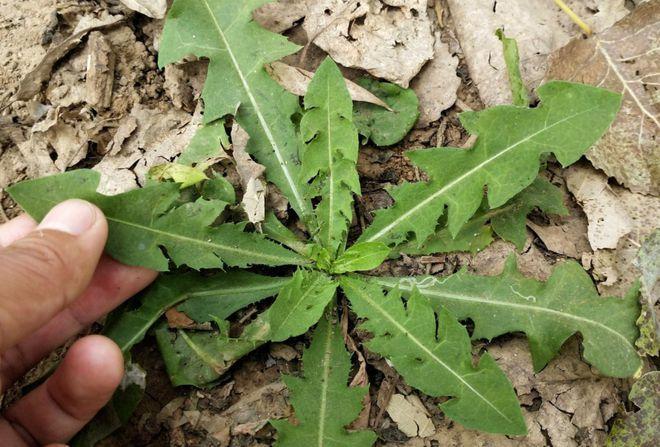 致富种植视频全集_视频致富全集种植版下载_视频致富经