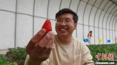 种植西红柿挣钱吗_种植西红柿致富人_种植西红柿效益如何