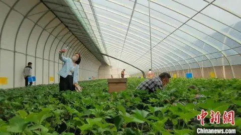 种植西红柿致富人_种植西红柿挣钱吗_种植西红柿效益如何