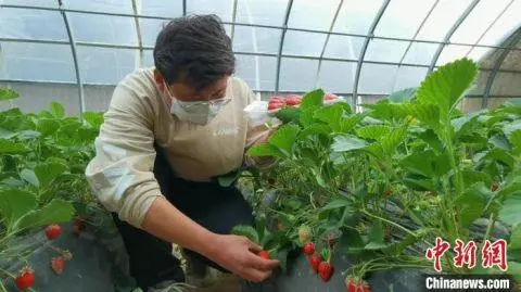 种植西红柿效益如何_种植西红柿致富人_种植西红柿挣钱吗