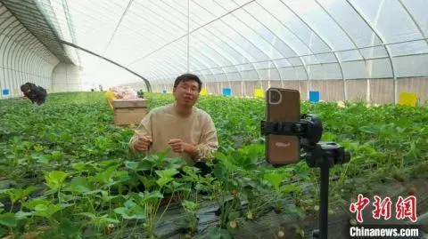 种植西红柿挣钱吗_种植西红柿效益如何_种植西红柿致富人