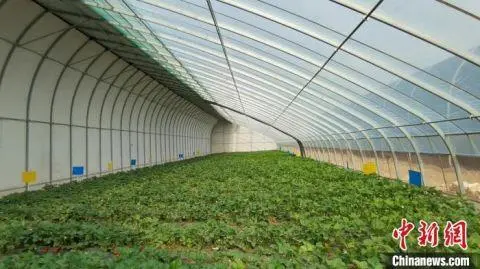 种植西红柿挣钱吗_种植西红柿效益如何_种植西红柿致富人