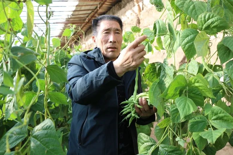 致富种植四季豆图片_种植四季豆致富_致富种植四季豆怎么样