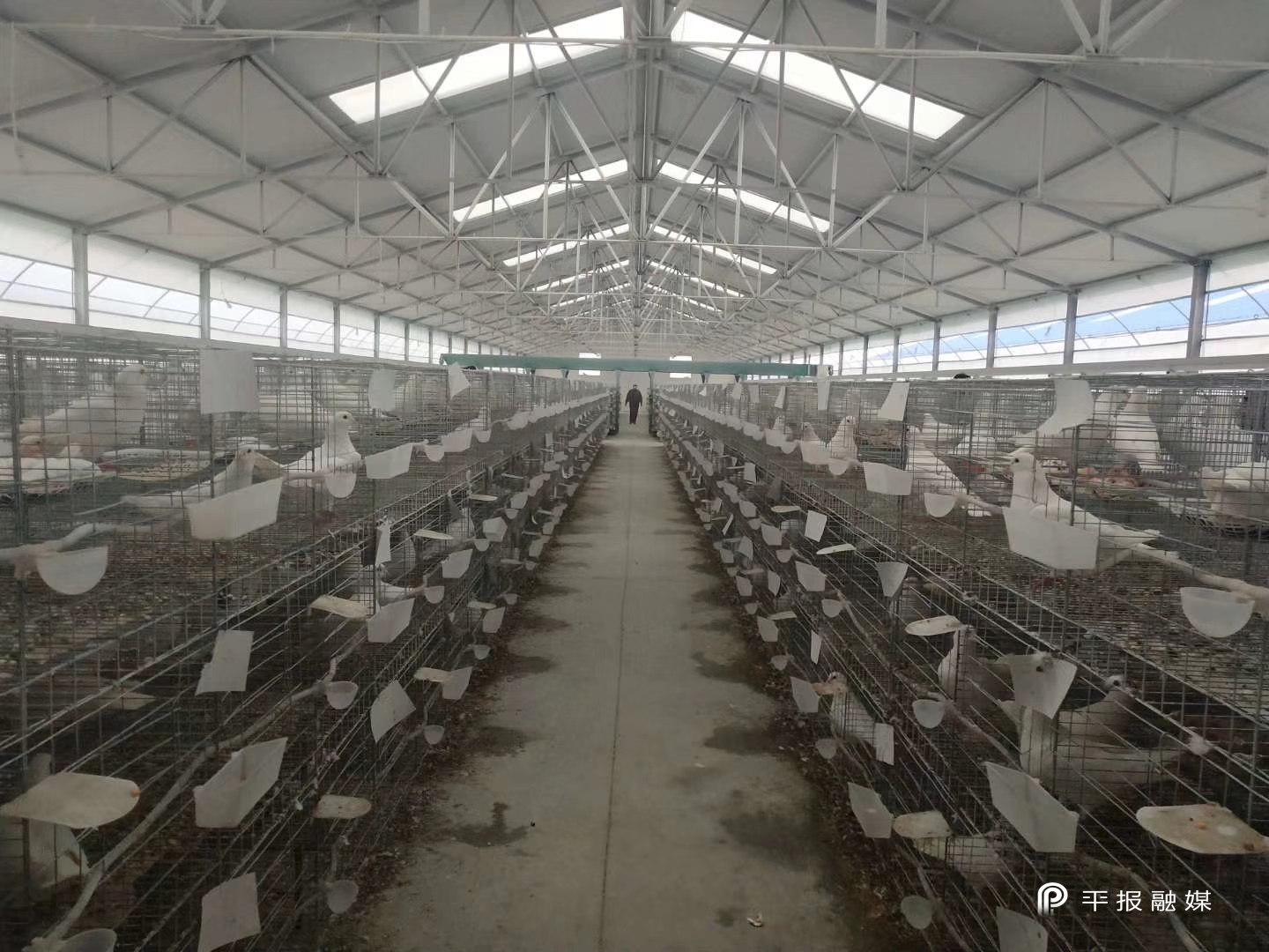 2021年肉鸽养殖投资与收益_2021年肉鸽养殖前景_2019年肉鸽养殖技术