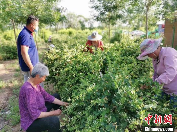 聚焦“天下裘都”的振兴探索：花开生“金银”铺就致富路
