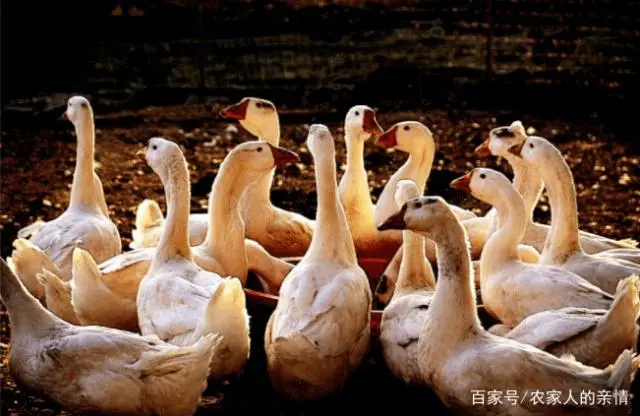 鹅养殖技术视频教程_旱鹅养殖技术_鹅养殖业技术