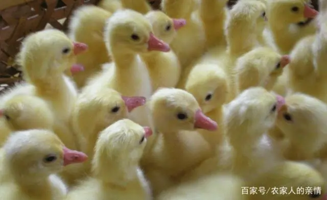 鹅养殖业技术_鹅养殖技术视频教程_旱鹅养殖技术