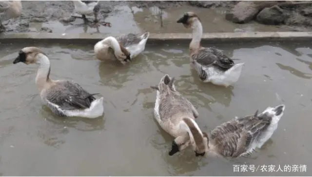 鹅养殖业技术_旱鹅养殖技术_鹅养殖技术视频教程