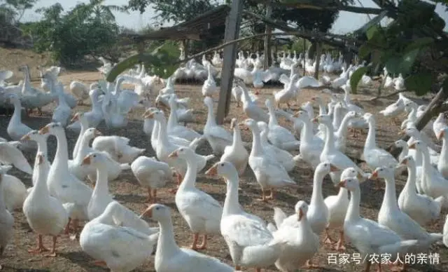 鹅养殖技术视频教程_旱鹅养殖技术_鹅养殖业技术