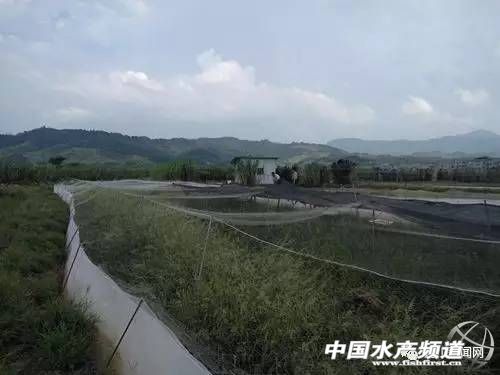 养殖泥鳅场地_泥鳅养殖基地哪里有_致富经泥鳅养殖基地
