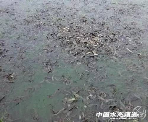 泥鳅养殖基地哪里有_致富经泥鳅养殖基地_养殖泥鳅场地