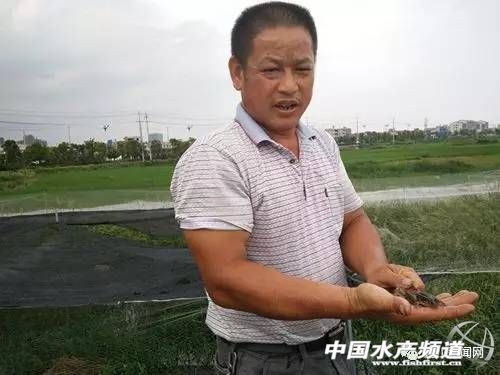 养殖泥鳅场地_致富经泥鳅养殖基地_泥鳅养殖基地哪里有