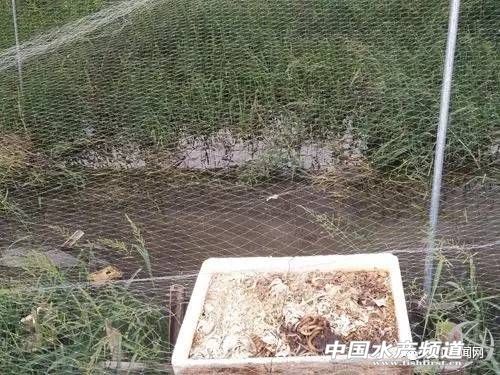 泥鳅养殖基地哪里有_致富经泥鳅养殖基地_养殖泥鳅场地