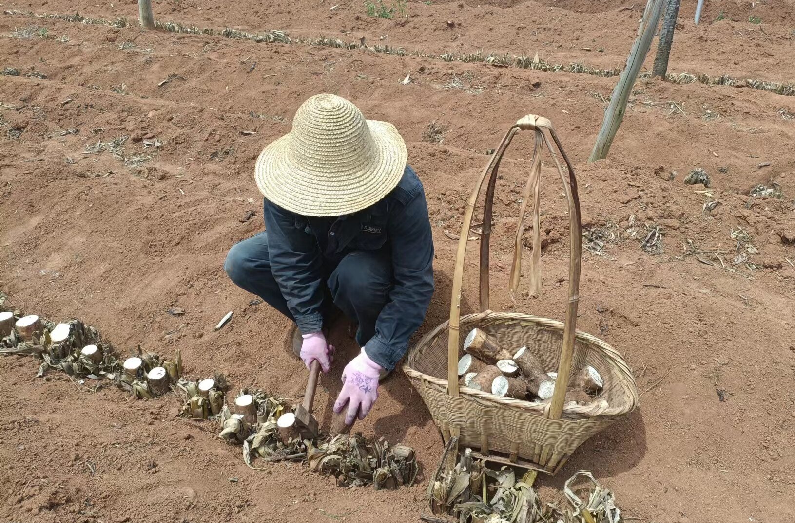 山西运城山药种植一亩田_运城山药种植合作社_运城山药种植致富