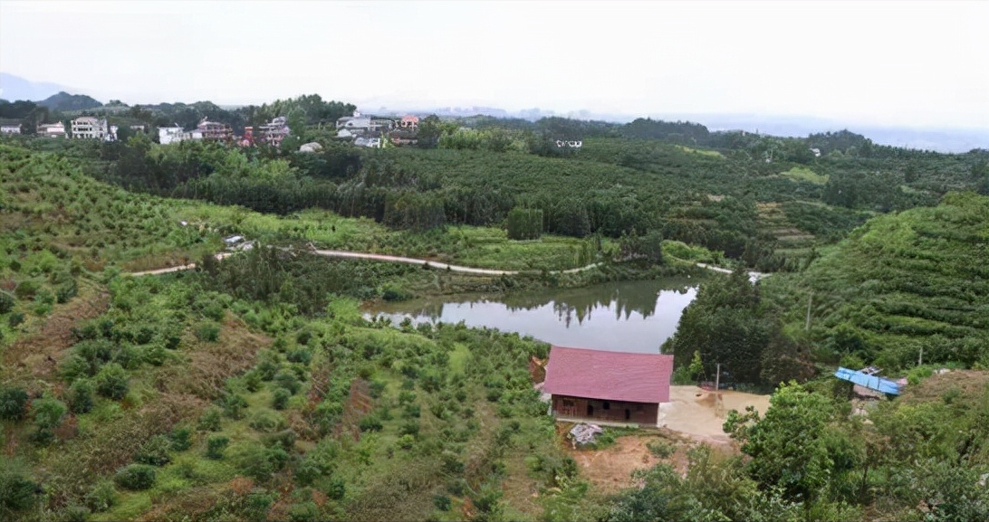 致富经果树种植视频_致富果种植技巧_致富种植视频全集