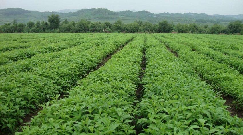 农民抱怨种地不赚钱？试试这种药食两用作物，一年都有好收成
