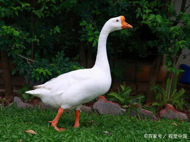 鹅养殖鹅鹅_鹅养殖业技术_旱鹅养殖技术