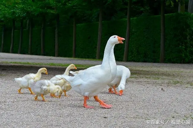 鹅养殖鹅鹅_旱鹅养殖技术_鹅养殖业技术