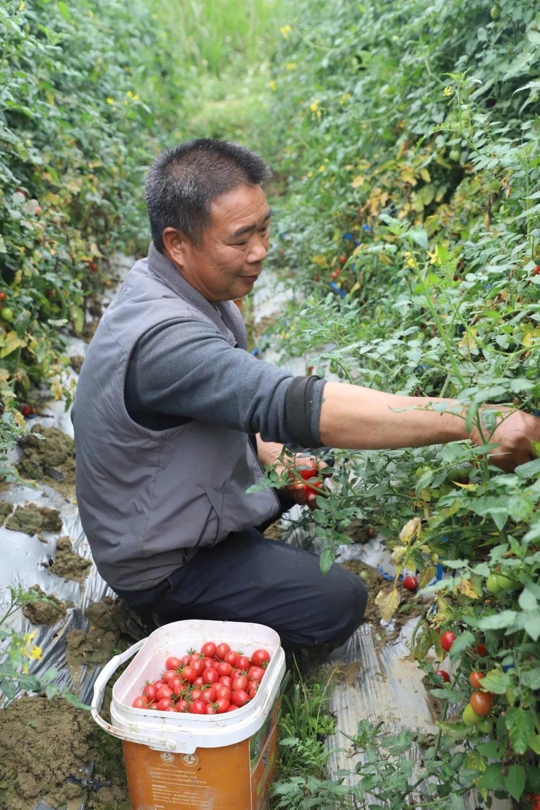 莞揭共赢 | 小番茄长成“致富果”，特色农业走出致富之路