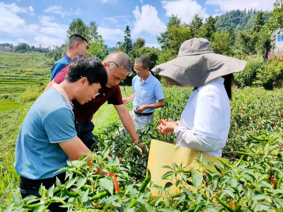 辣椒小米种植农业技术与管理_小米辣辣椒种植_小米辣椒农业种植技术
