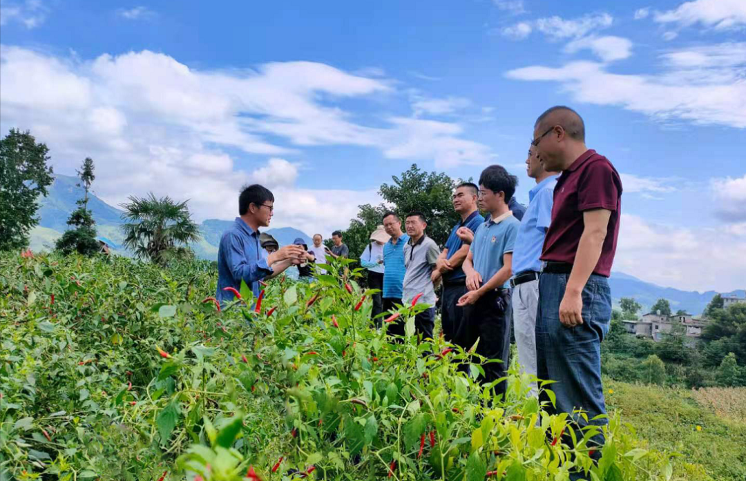辣椒小米种植农业技术与管理_小米辣椒农业种植技术_小米辣辣椒种植
