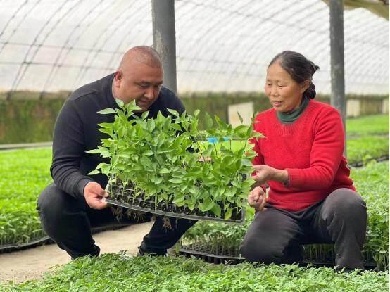 图为先行果蔬农民专业合作社负责人贾茂华正在为前来购买菜苗的客户介绍菜苗 （崔书敏 摄）