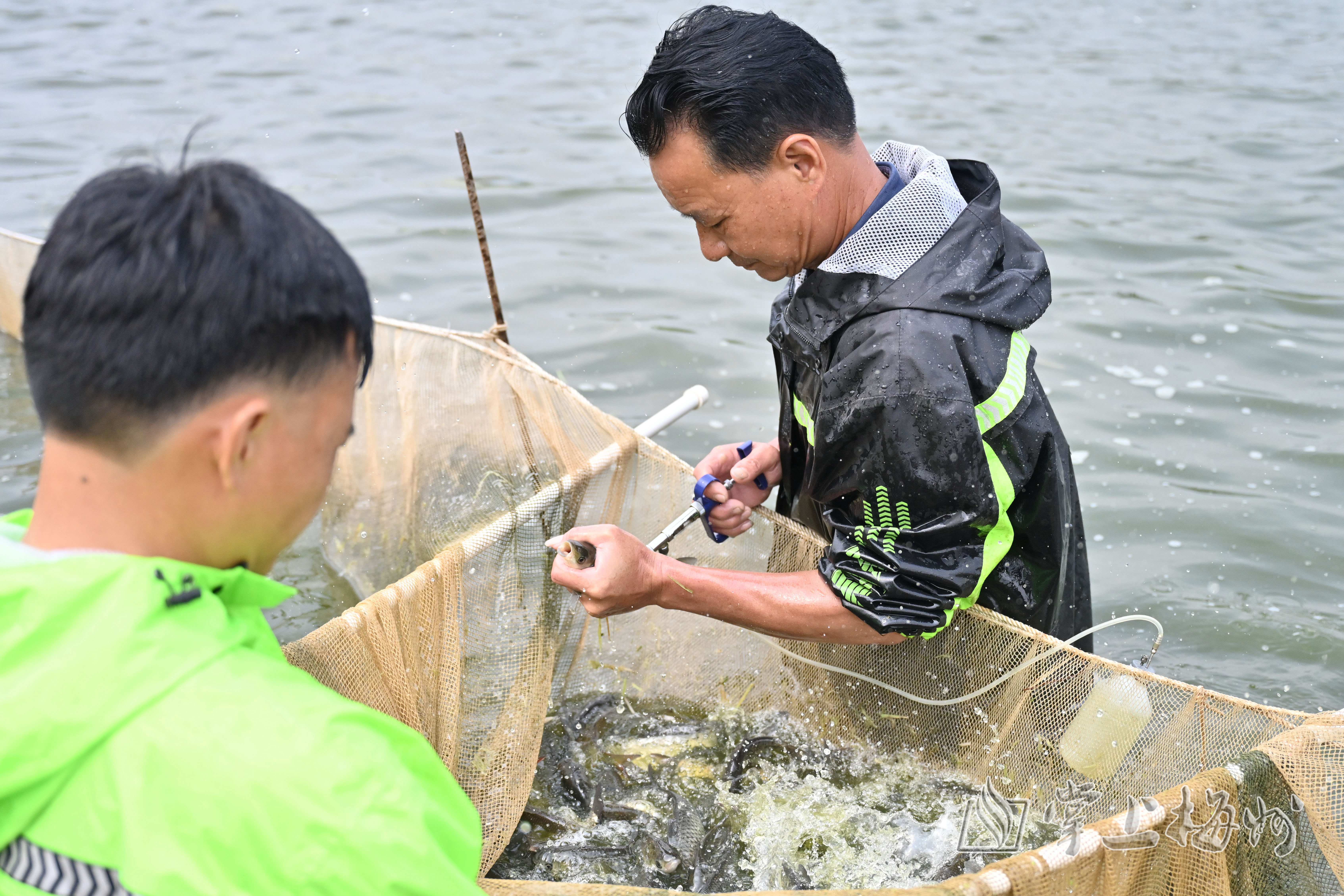 鲽鱼养殖视频_鲮鱼养殖技术视频_高产养鲮鱼致富经视频