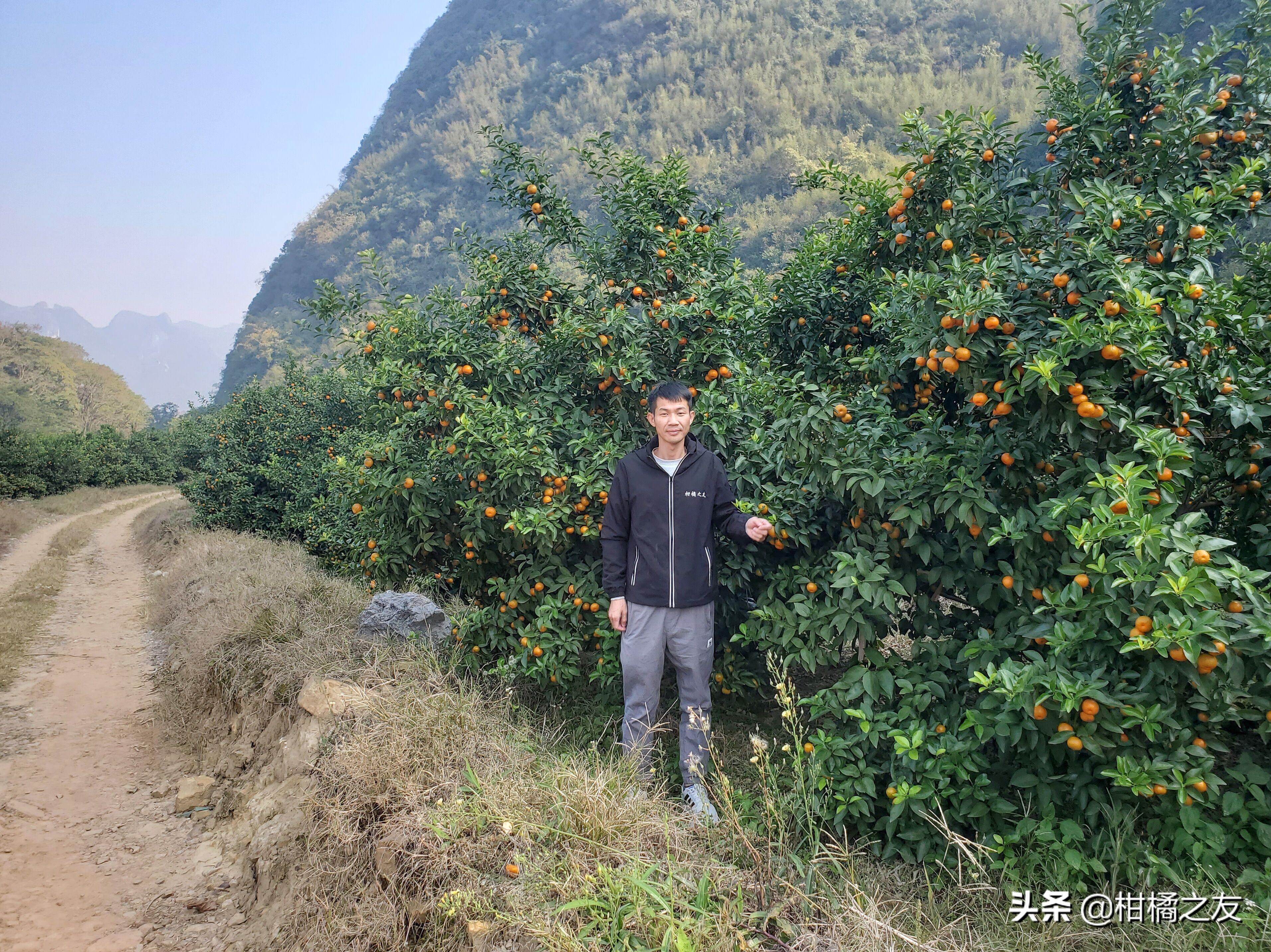 种柑橘挣钱靠技术，你所说的‘杀人桔’，依然是老师傅的致富果