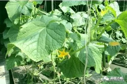 冬季温室大棚种植黄瓜高效栽植技术