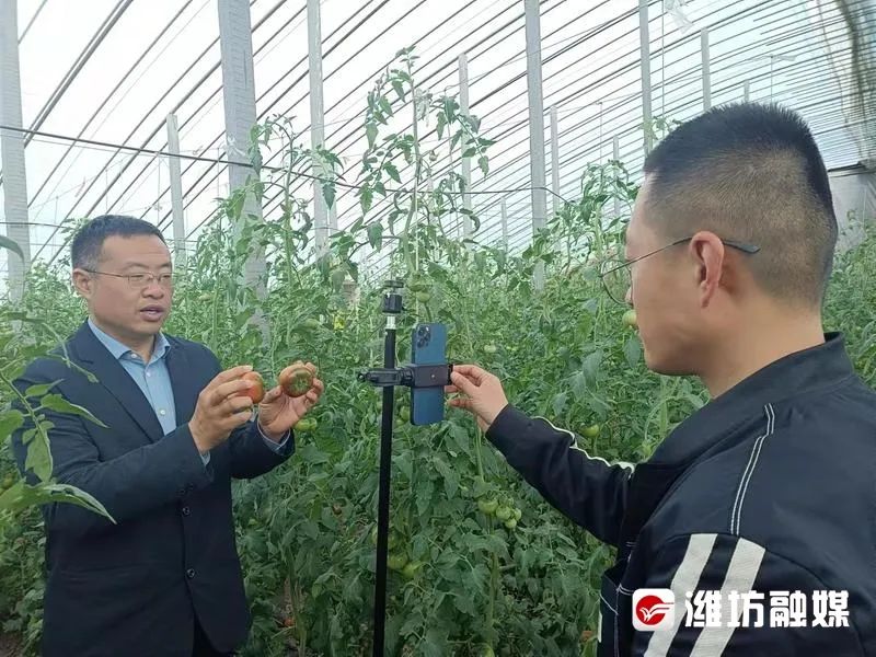 水果番茄种植致富_致富番茄水果种植视频_致富番茄水果种植技术视频