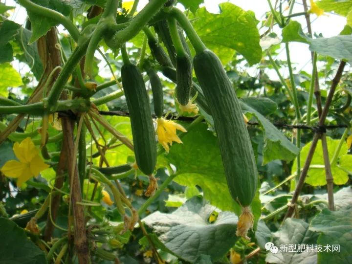 冬季黄瓜育苗技术_冬季黄瓜苗定植与管理_冬季黄瓜种植技术视频