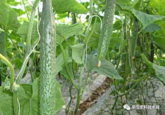冬季黄瓜苗定植与管理_冬季黄瓜育苗技术_冬季黄瓜种植技术视频