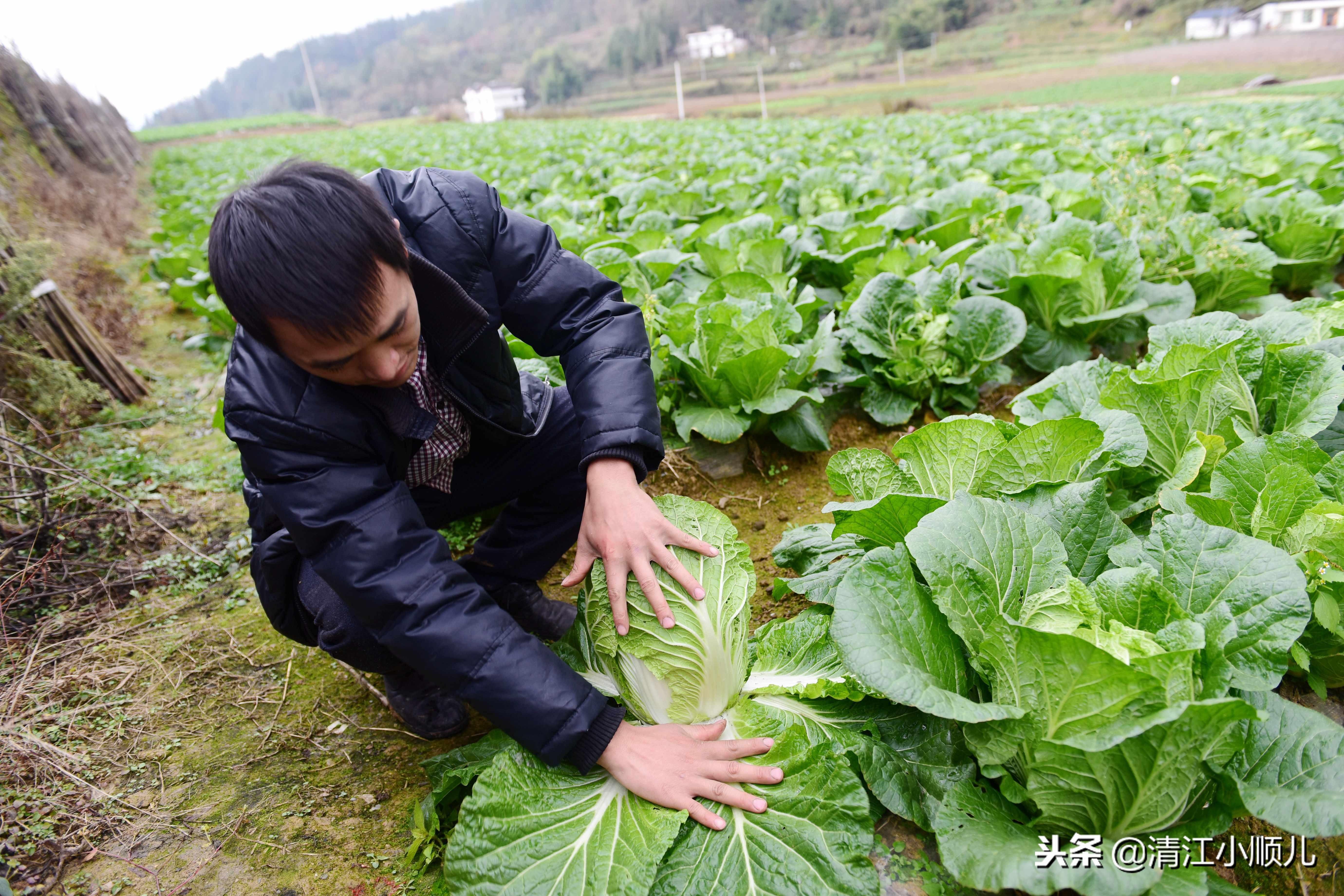 几个有前景的农村种植致富项目_农村小型致富项目_小型农村种植致富