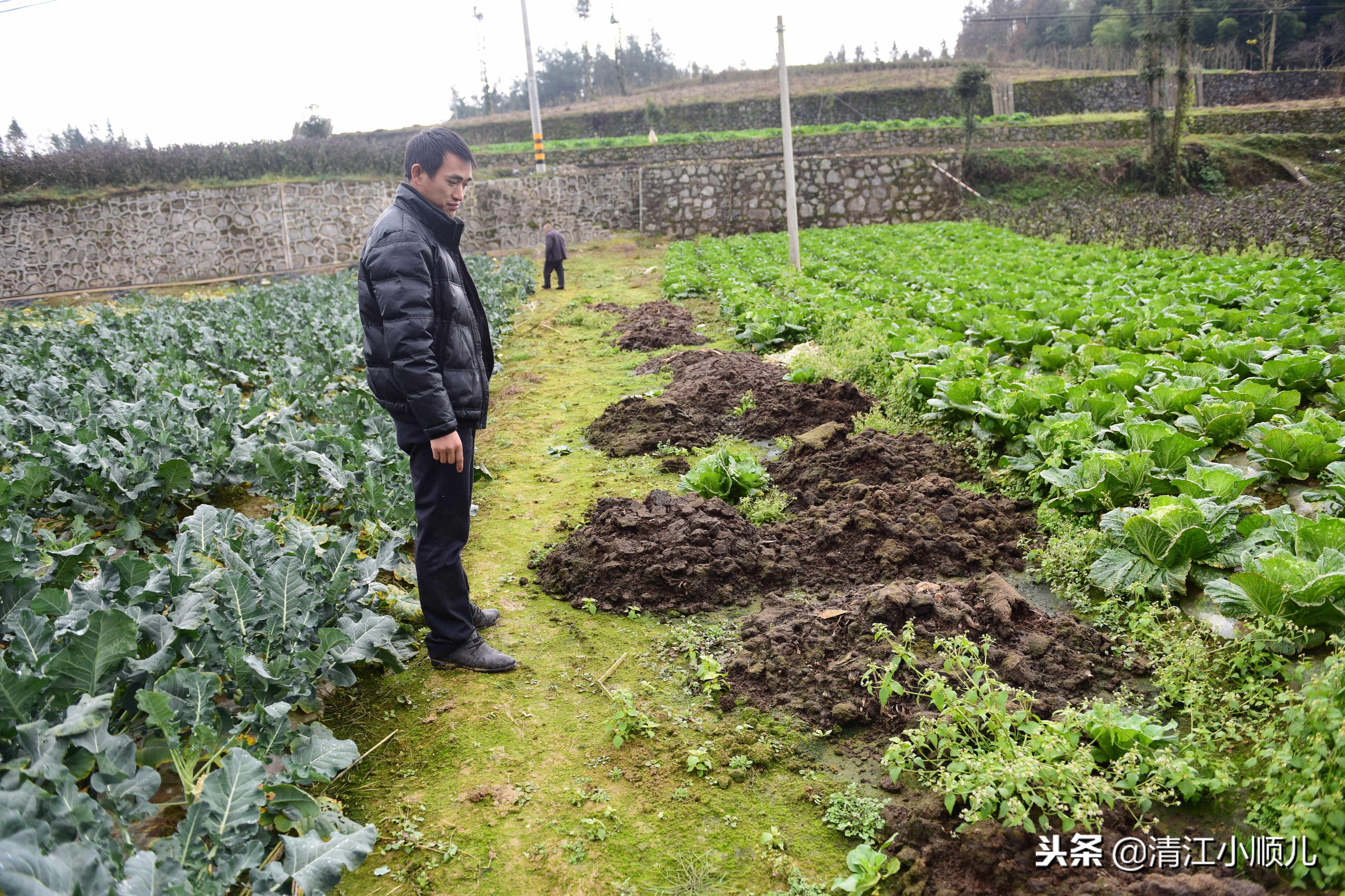 农村小型致富项目_小型农村种植致富_几个有前景的农村种植致富项目