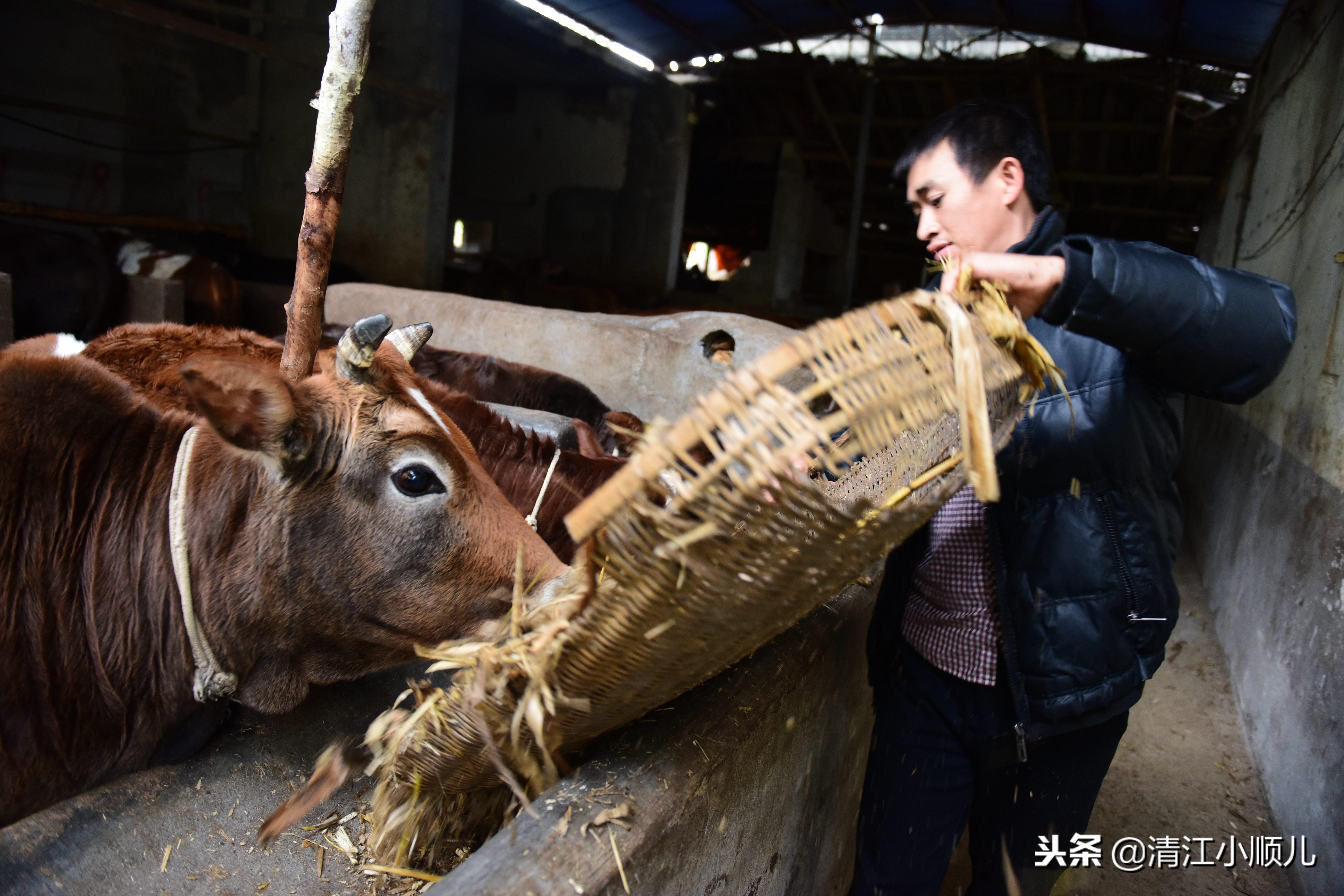 几个有前景的农村种植致富项目_小型农村种植致富_农村小型致富项目