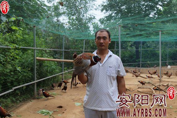 山鸡养殖致富经_致富养殖山鸡怎么样_致富养殖山鸡图片
