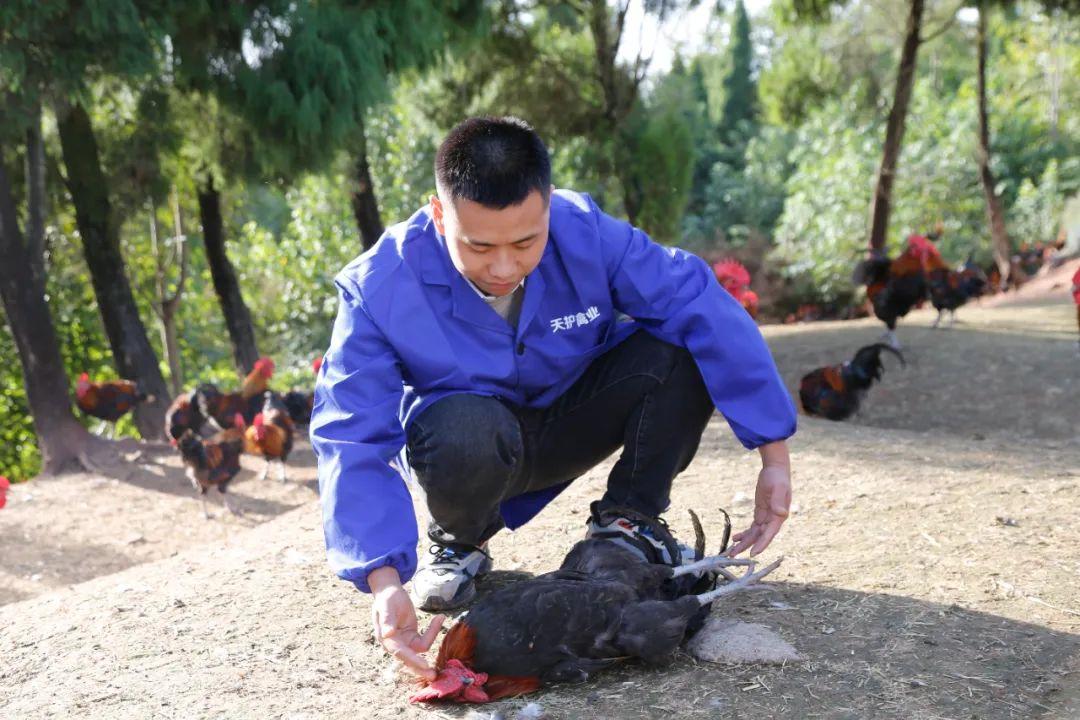 养殖山鸡前景怎么样_致富养殖山鸡图片_山鸡养殖致富经
