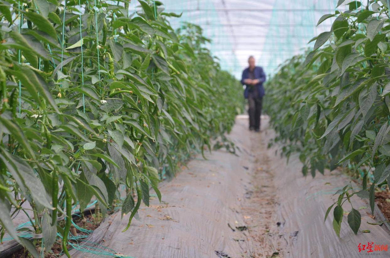 致富经蚯蚓养殖_蚯蚓种植致富模式_致富经蚯蚓养殖技术