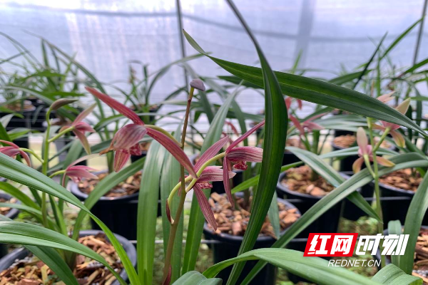 致富户种植帮助措施_农民致富种植项目_帮助种植户致富