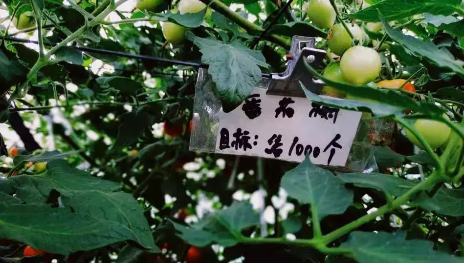 371种养致富经_致富经养_致富经养直了