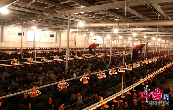 最先进的肉鸡养殖视频_视频致富养殖肉鸡是真的吗_肉鸡养殖致富视频