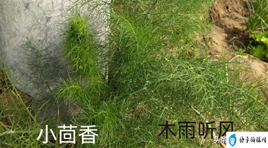 茴香种植方法与种植时间是怎样的(茴香种植时间和方法)