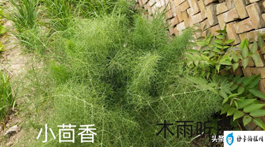 种植茴香技术小结_小茴香种植技术_种植茴香技术小结报告