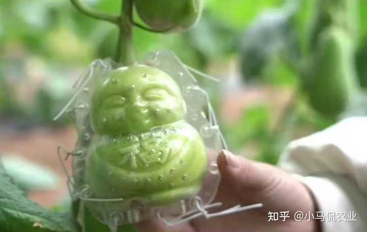西瓜苗嫁接到葫芦苗_致富经葫芦嫁接西瓜_求嫁接西瓜的葫芦砧木