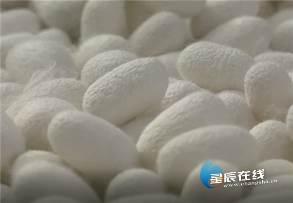 蚕养殖户_蚕养殖环境_海蚕养殖技术