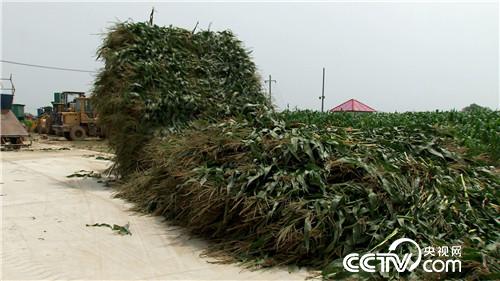 农民种水稻的视频_致富经水稻种植视频_水稻种植视屏