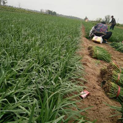 韭菜的种植技术_大棚韭菜种植技术_韭菜种植技术和时间