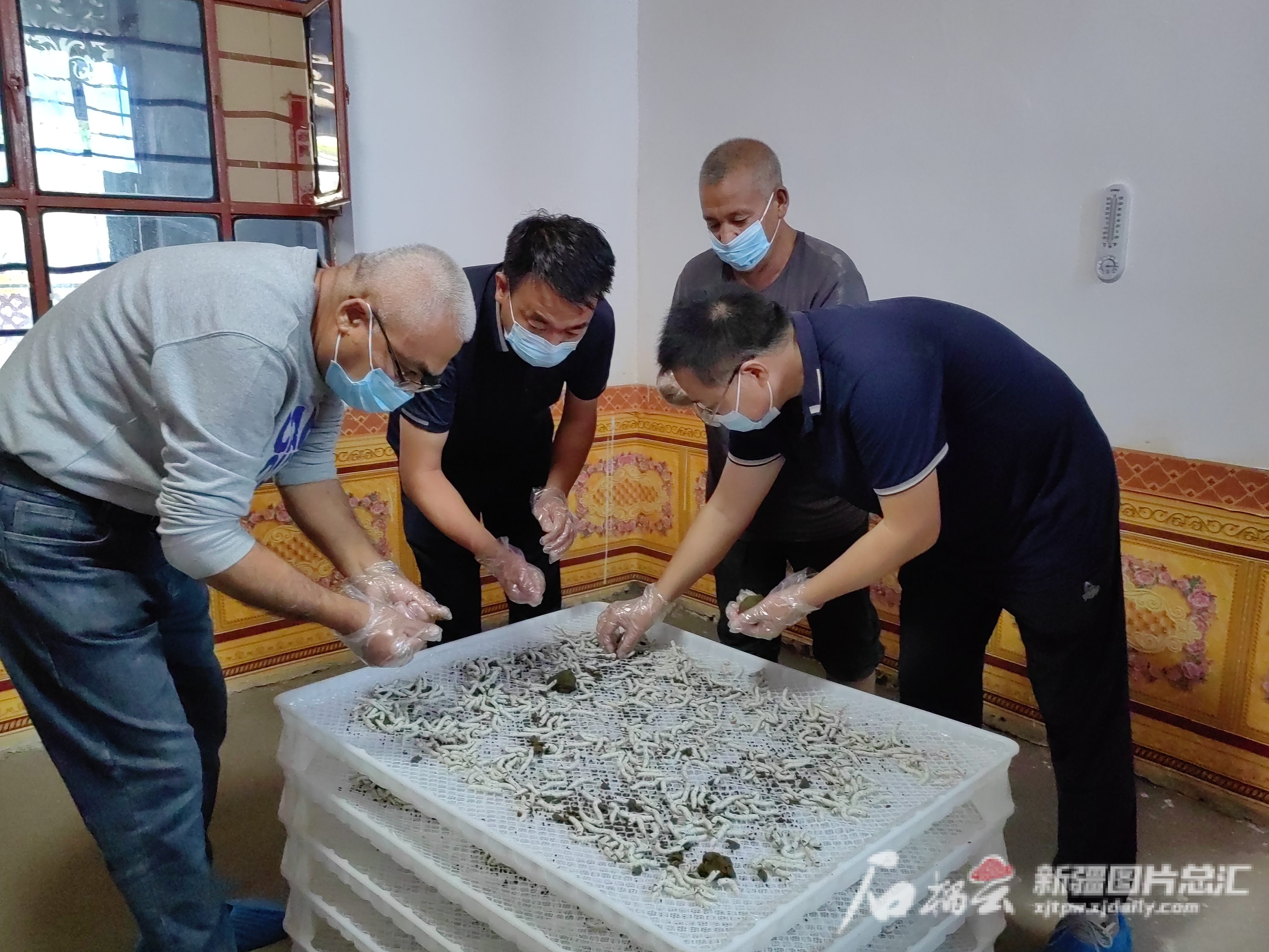“艾德莱斯绸之乡”用全能饲料人工养蚕试养成功
