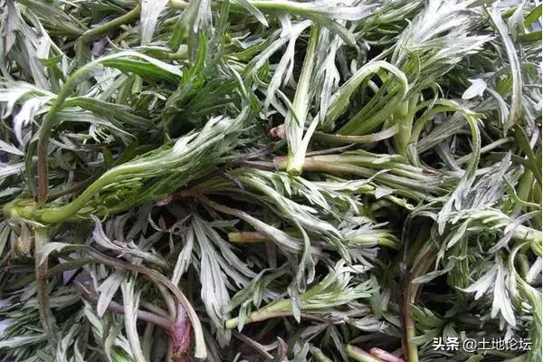 5种适合人工种植的野菜，好种前景好利润高