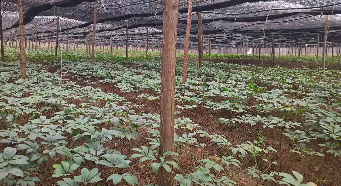 药材种植三七技术视频_中药材三七的种植技术_三七药材种植技术